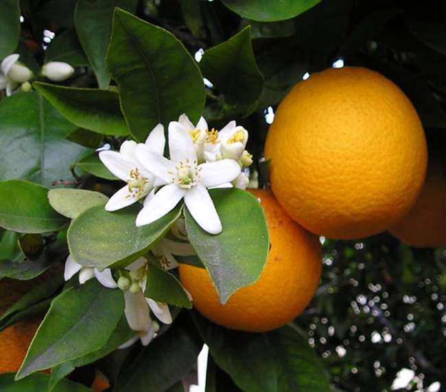 Hình ảnh hoa cam vàng đẹp nhất – Tinh Dầu Hoa Cam